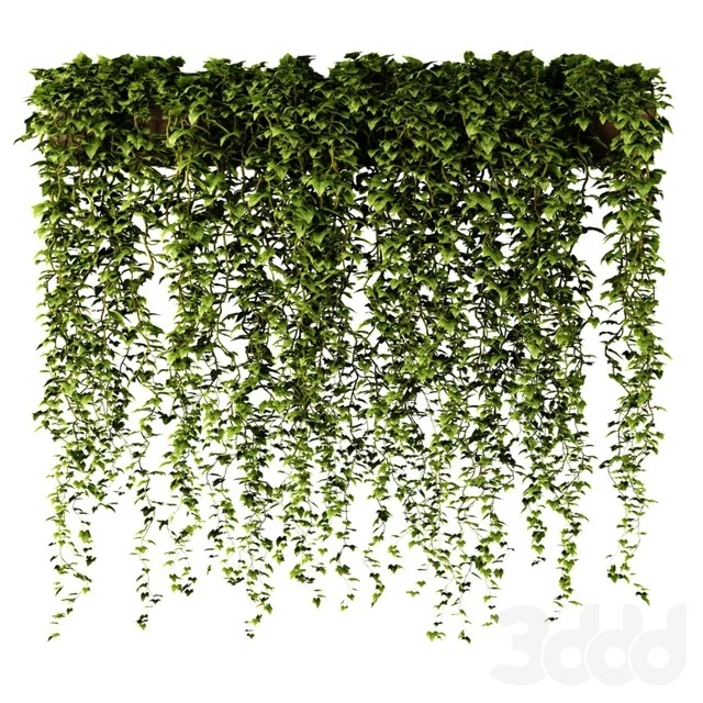 Ivy in a long rectangular planter