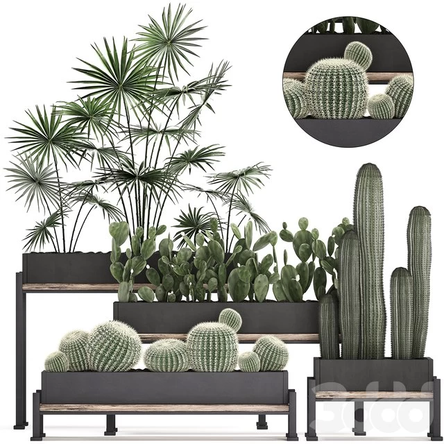Plant Collection 462. fan palm, cactus, prickly pear, carnegia, Barrel cactus, round cactus, indoor plants, black flowerpot, loft, Prickly pear