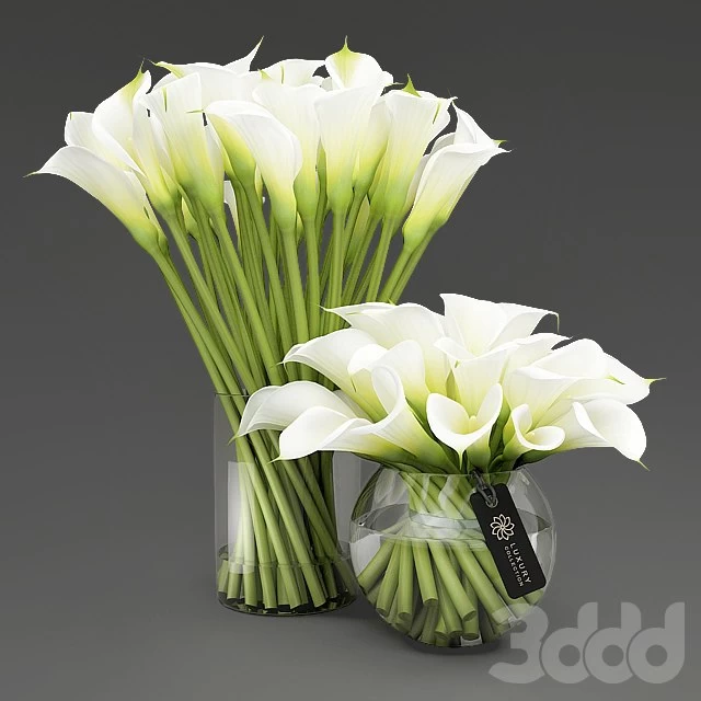 Callas_3