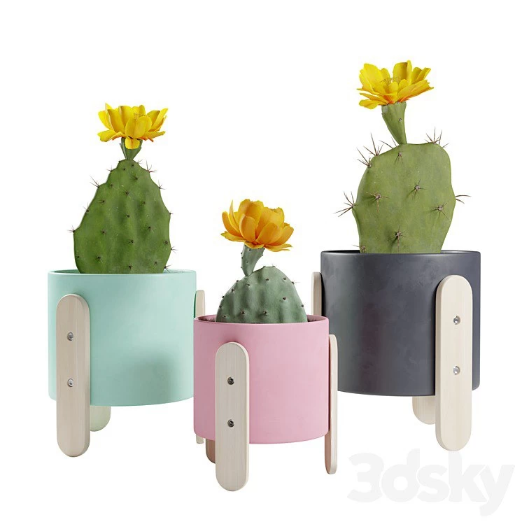 Opuntia Cactus Pack