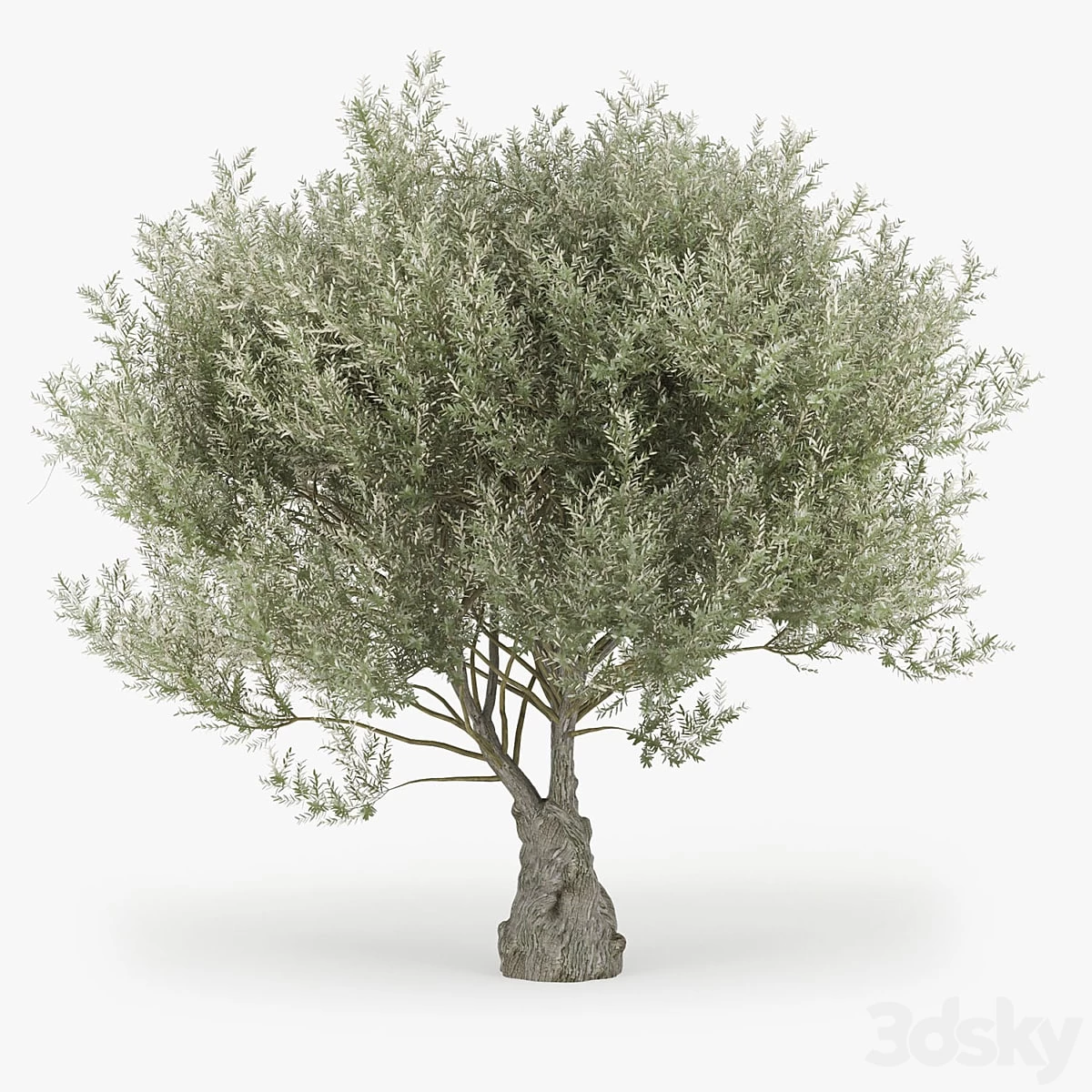 Olea europaea