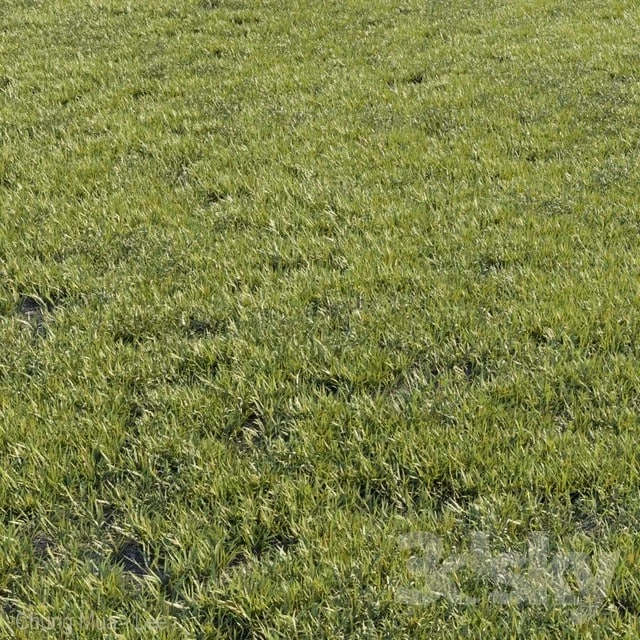 Grass landscape outdoor