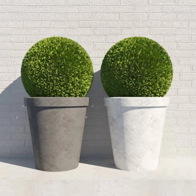 bush in a pot