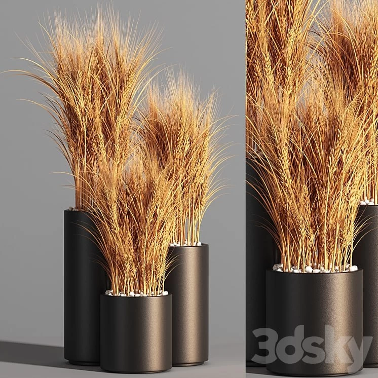Indoor Plant Set 47 Wheat