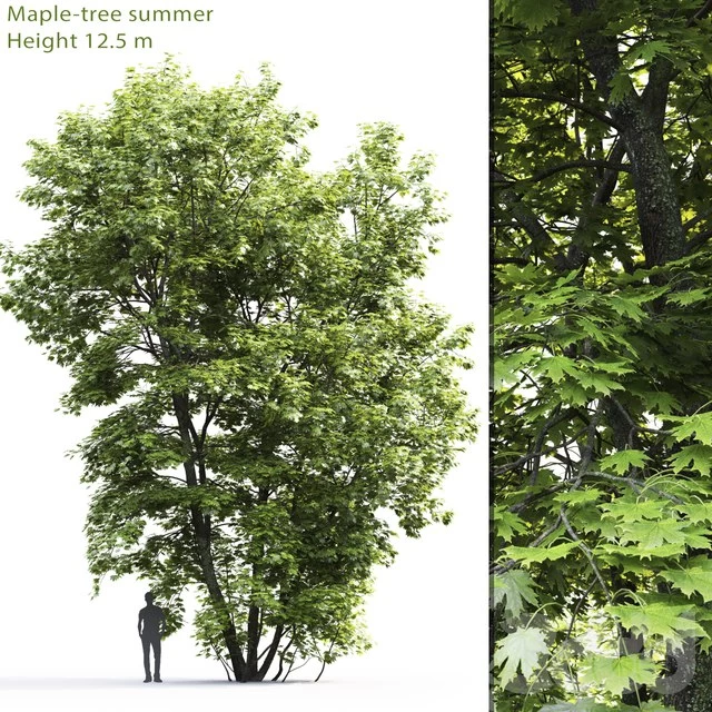Acer