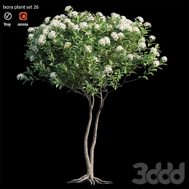 Ixora plant set 26
