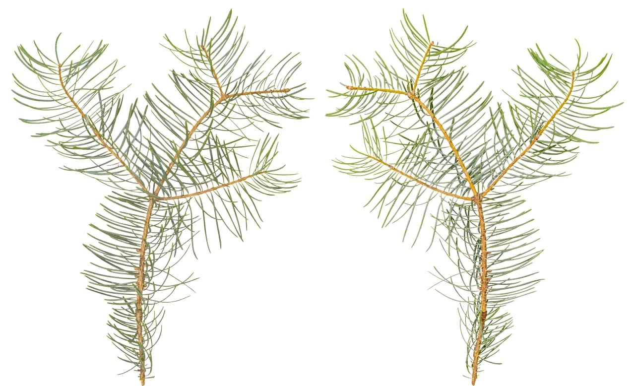 BranchConifer011 6K