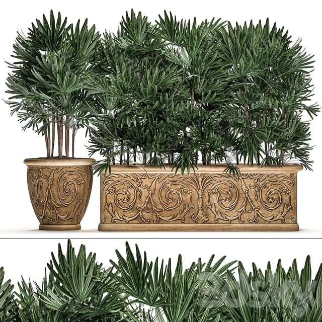 Plant Collection 494. Palma rapis, thickets, classic flowerpot, landscaping, bushes, jungle, outdoor, for garden, park, Rhapis