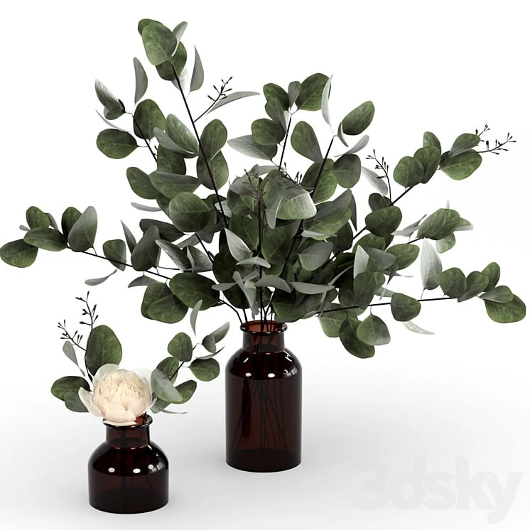 Bouquets of eucalyptus