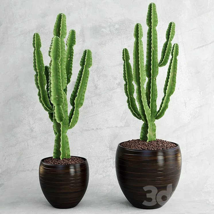 Cactus Euphorbia ingens
