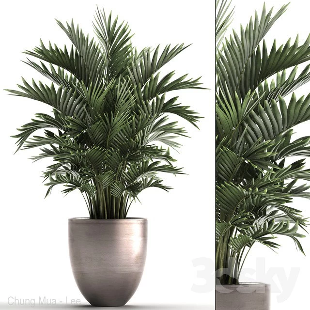 Plant collection 295.