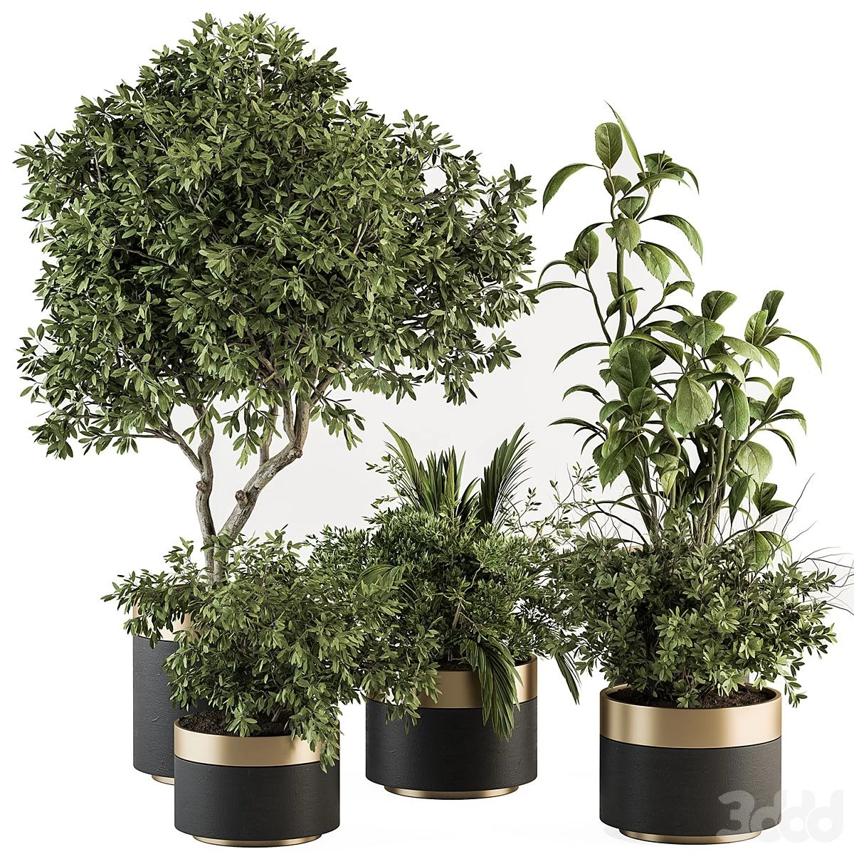 Indoor Plant Set 373- Tree and Plant Set in pot