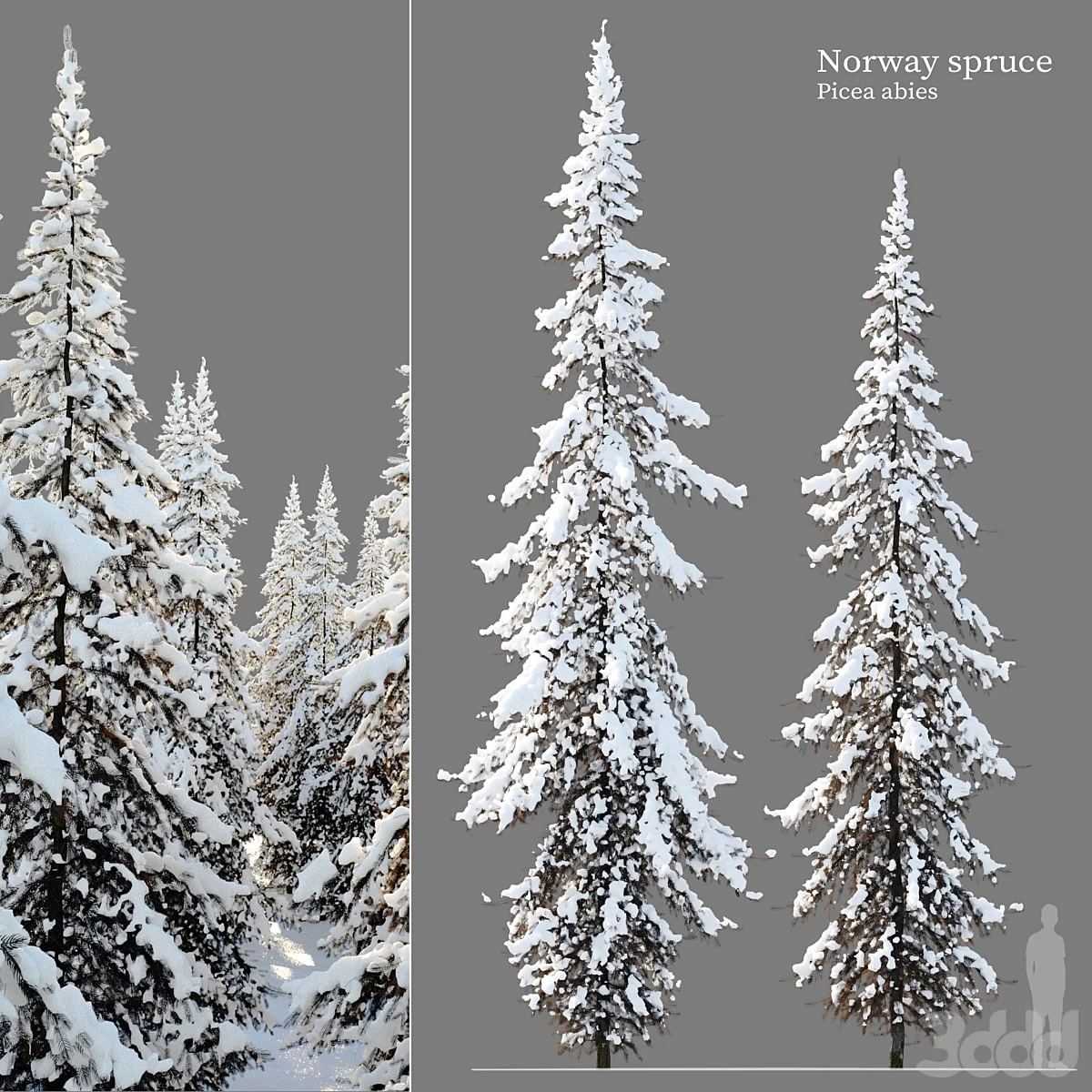 Winter Norway spruce 02