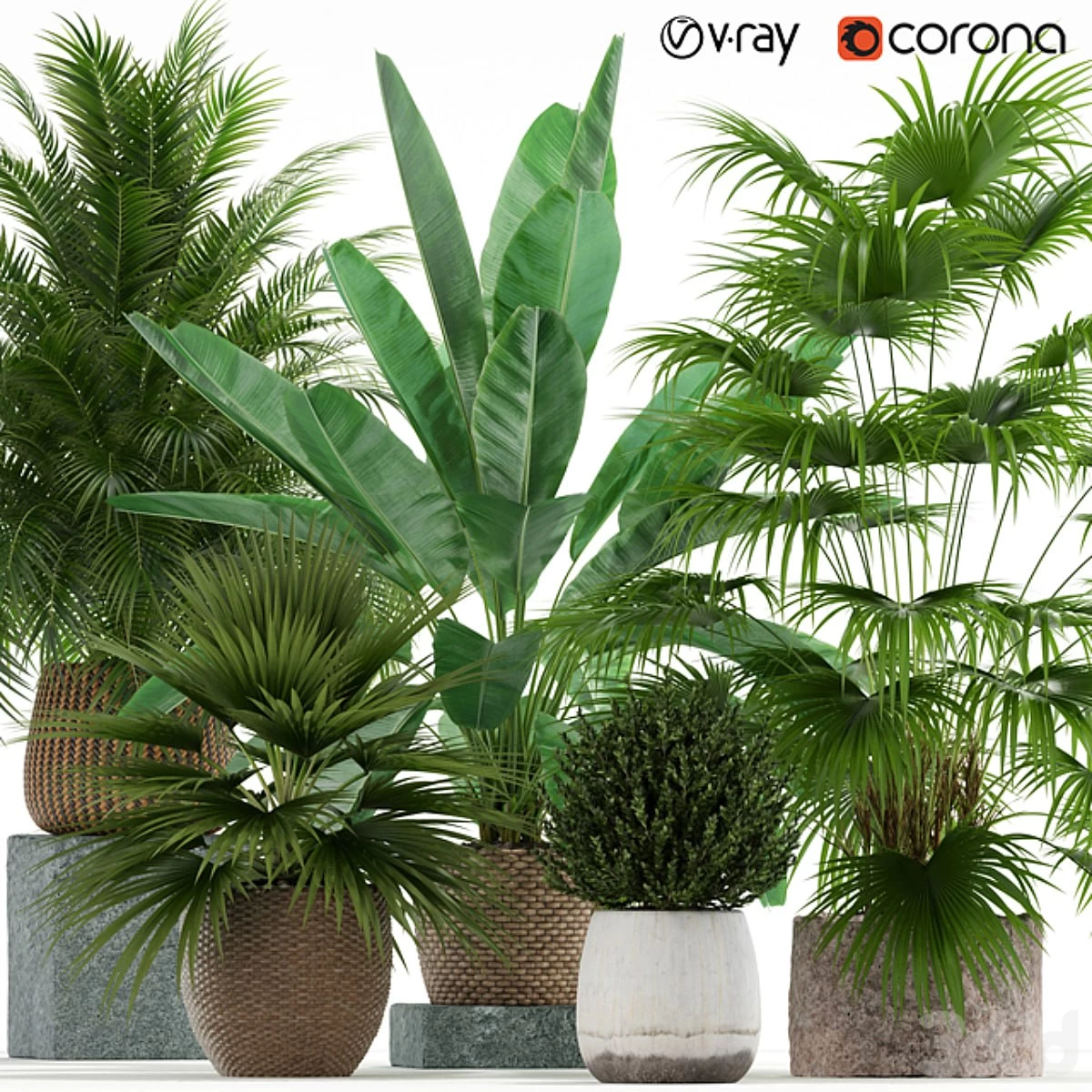 Plants collection 125