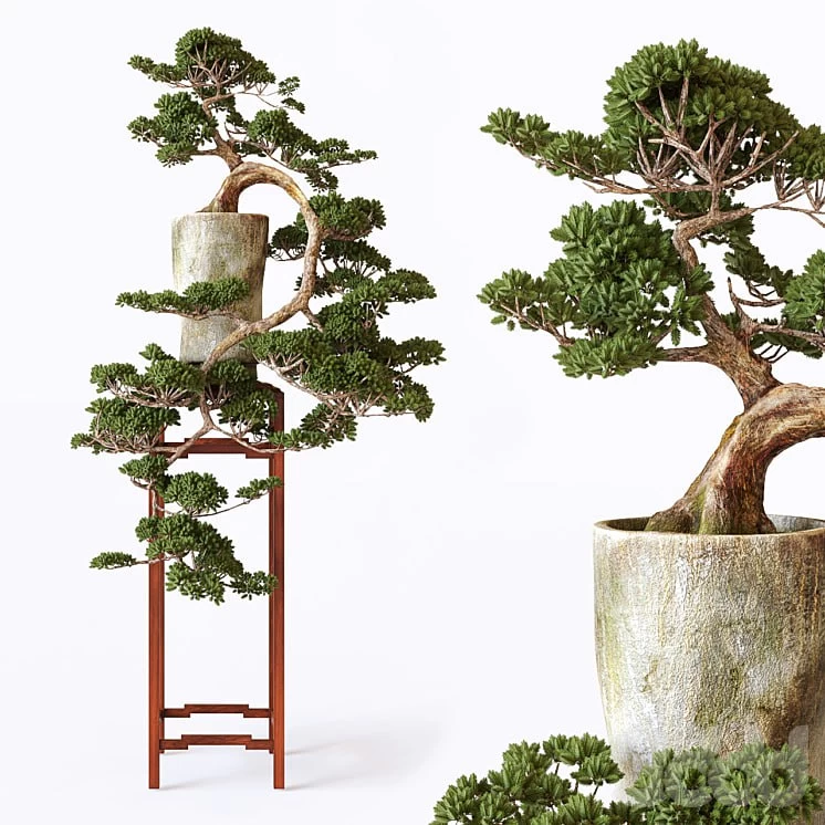 bonsai_01 Version: 2013 Dimension: x x cm Polys: 879929 Render: Corona + VRay Formats: 3Ds Max 2013, FBX