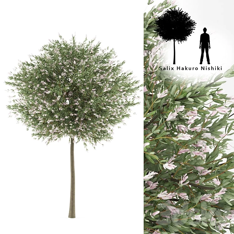 kholoud faisal Willow Whole Leafed Tree