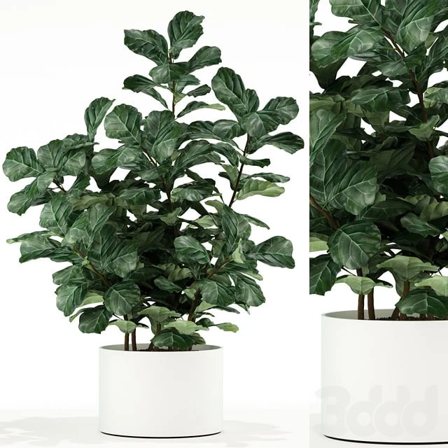 Plants collection 98