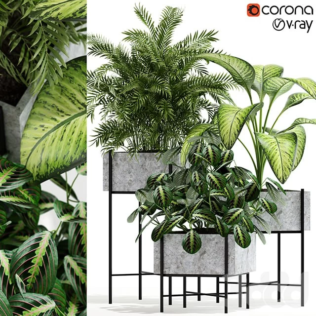 Plants collection 143 Opalo
