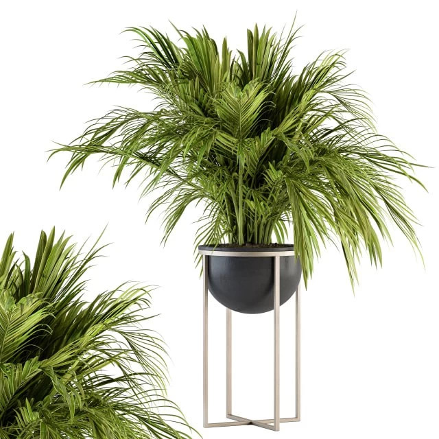indoor Plant Set 158 - Tropical Plant