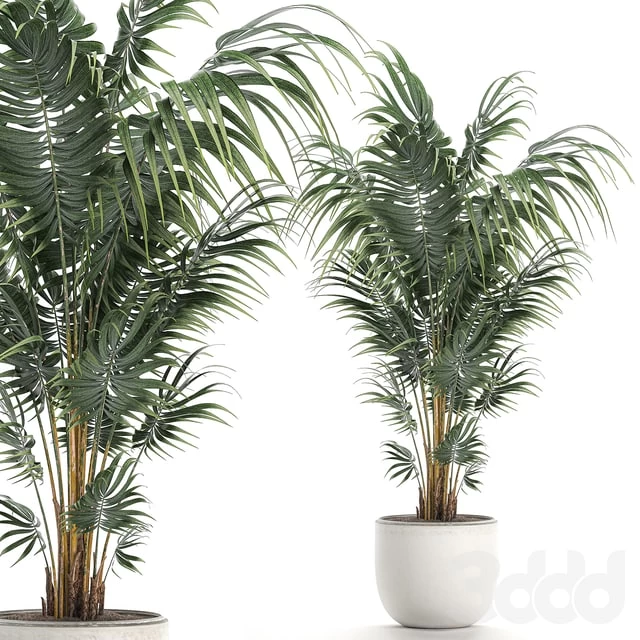 Beautiful decorative lush indoor palm tree in a white modern pot with Hovea, kentia, neanta. Set 518