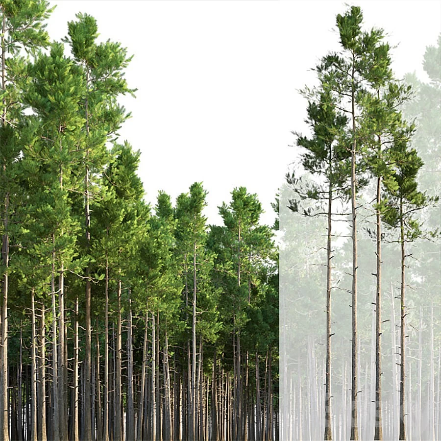 Pine Trees