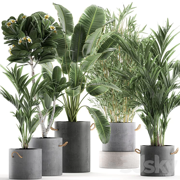 Plant Collection 597