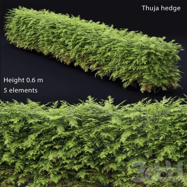 Thuja hedge