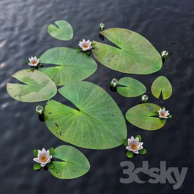 Water Lily