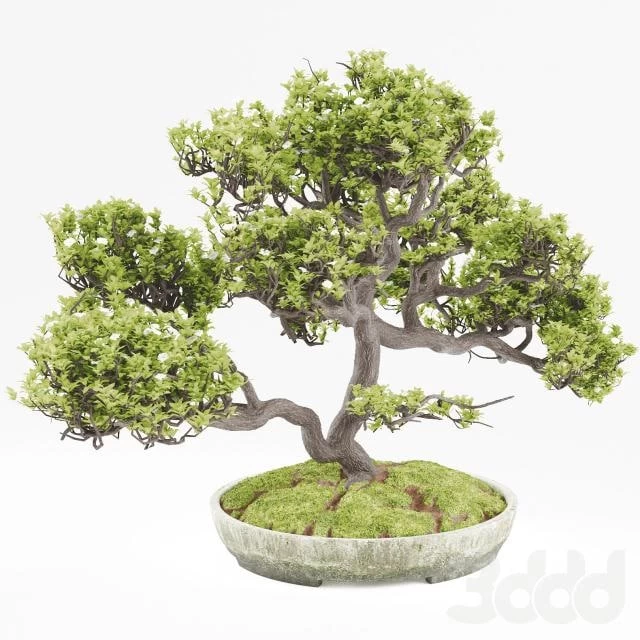 Bonsai plant