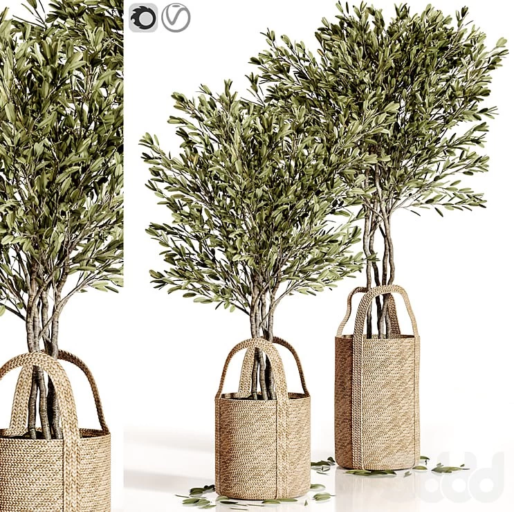 Olive trees 5