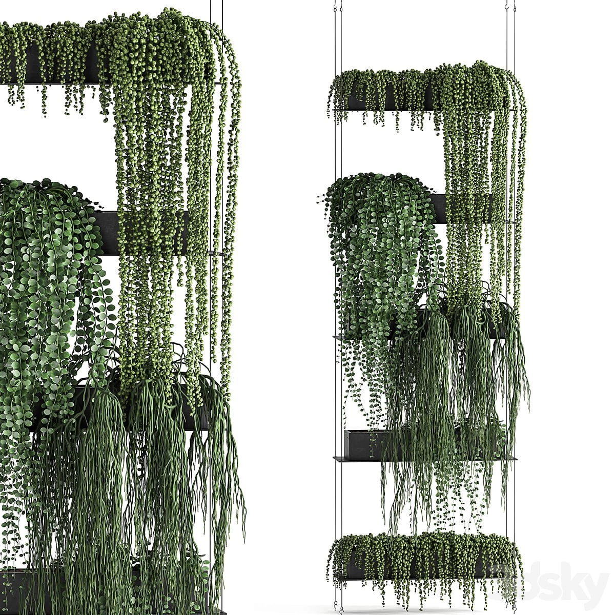 Vertical gardening. 65 Succulents, climbing plants, black shelf, loft, decor, Groundsel, phytowall, phytomodule, flower garden, Senecio rowleyanus, Pearls succulent
