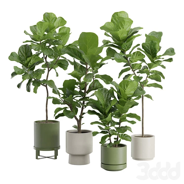 Ficus Lyrata Fiddle leaf