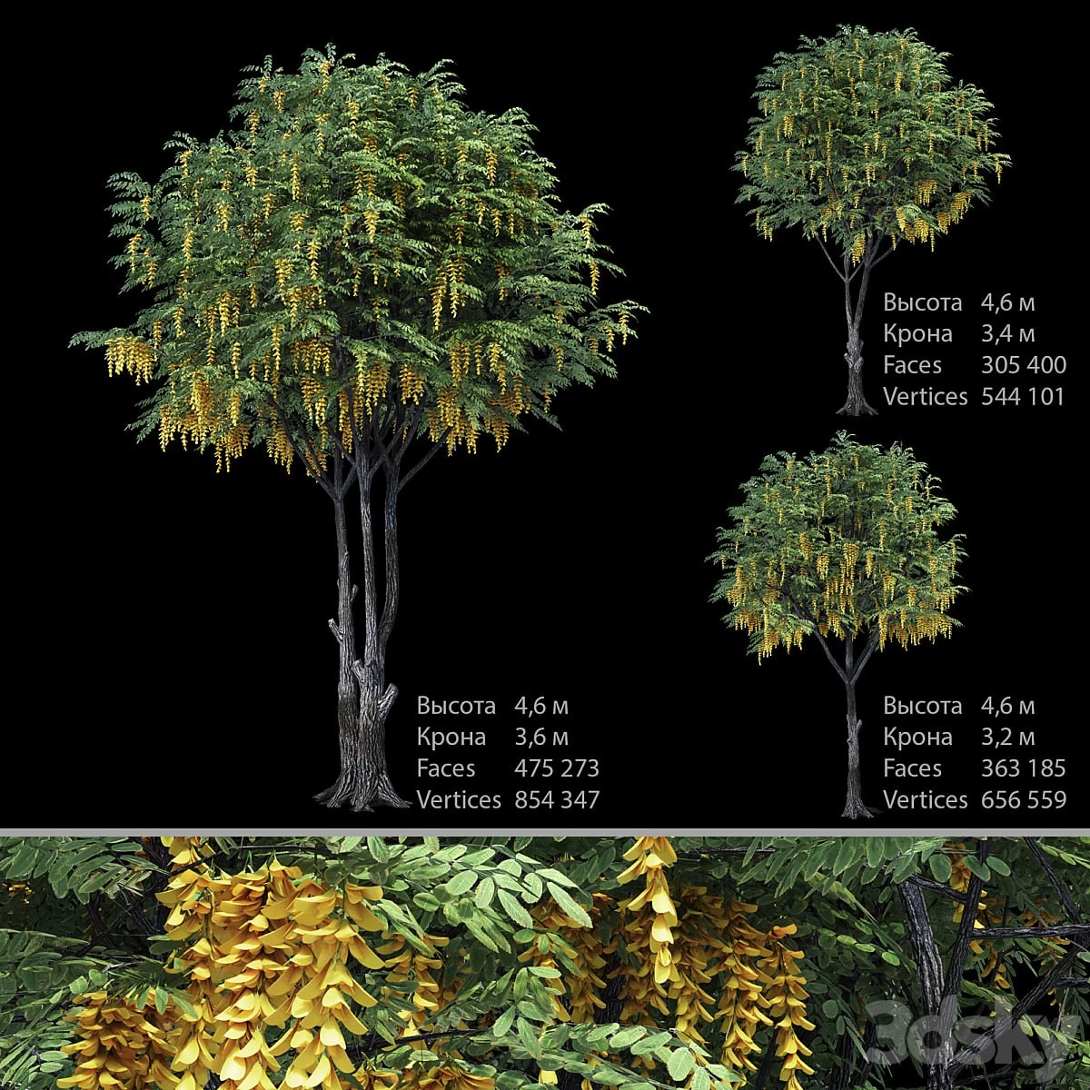 Caragana (yellow acacia)
