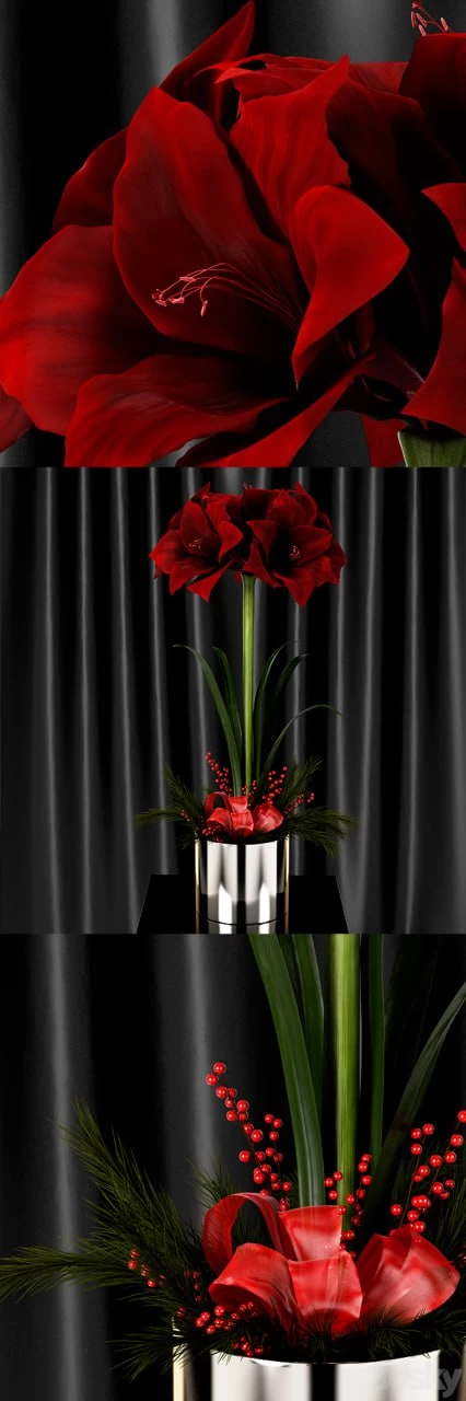 Amaryllis Christmas arrangement