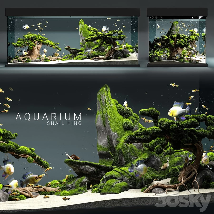 Aquarium Snail King