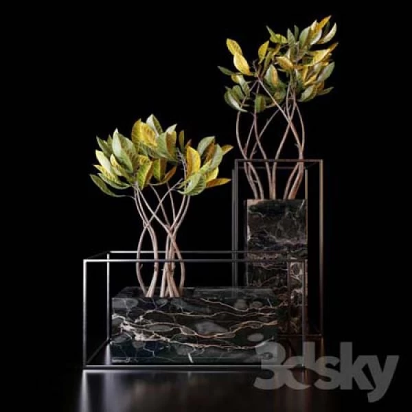 Croton Trees