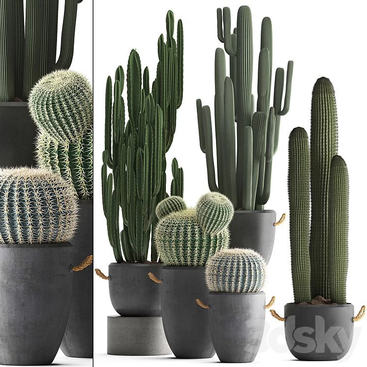 Collection of Plants 411