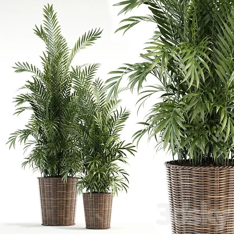 Plants collection 93