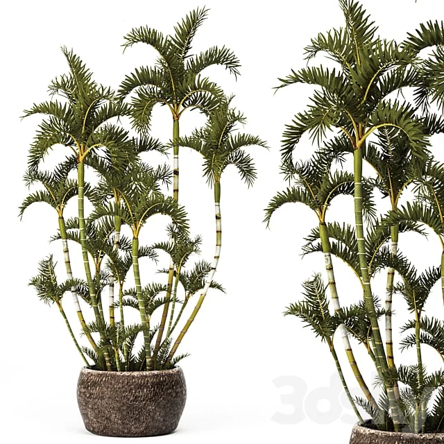 Roystonea, decorative palm tree, outdoor flowerpot, pot, bushes, tropical, exotic