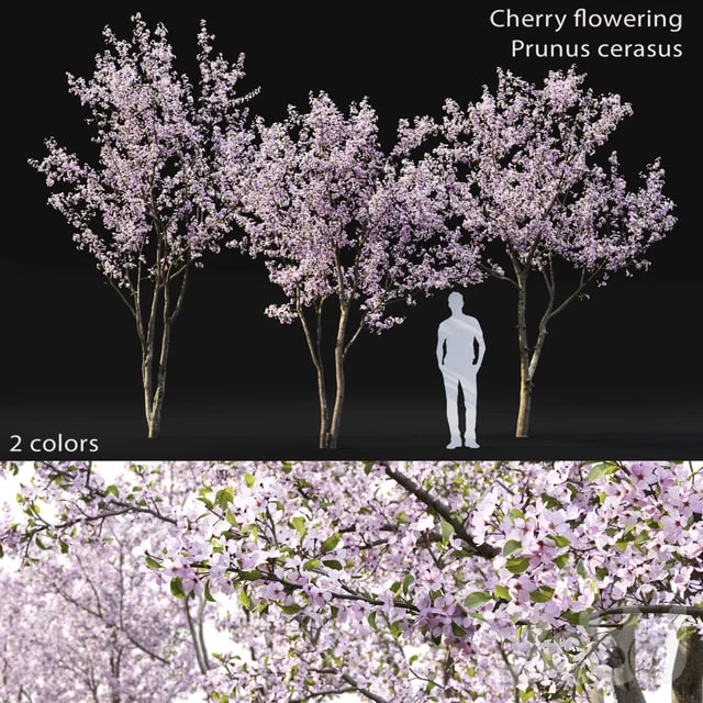 Prunus cerasus