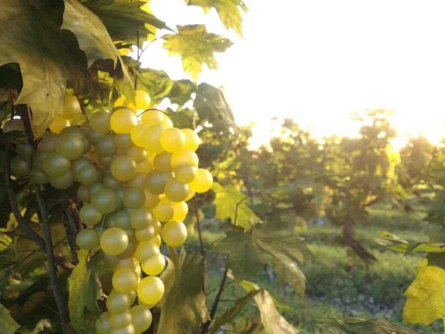 Model Dionysus Vineyard Pack (corona) & (vray)