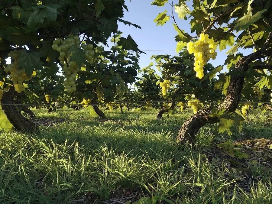 Model Dionysus Vineyard Pack (corona) & (vray)