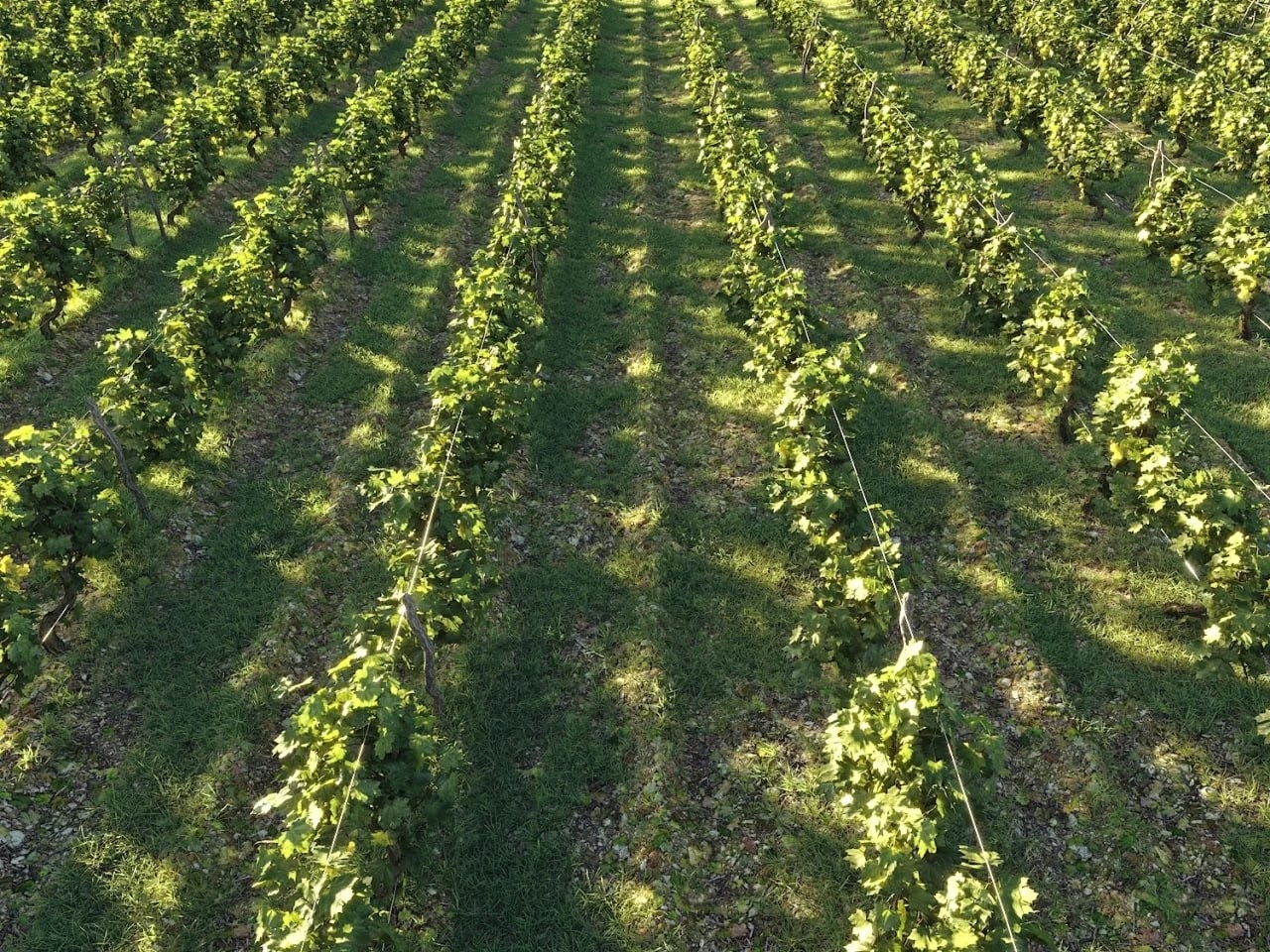 Model Dionysus Vineyard Pack (corona) & (vray)