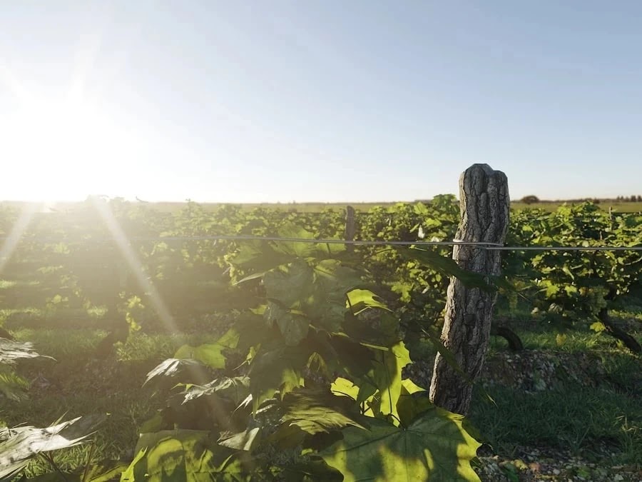 Model Dionysus Vineyard Pack (corona) & (vray)